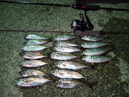 メバリングのはずがアジング